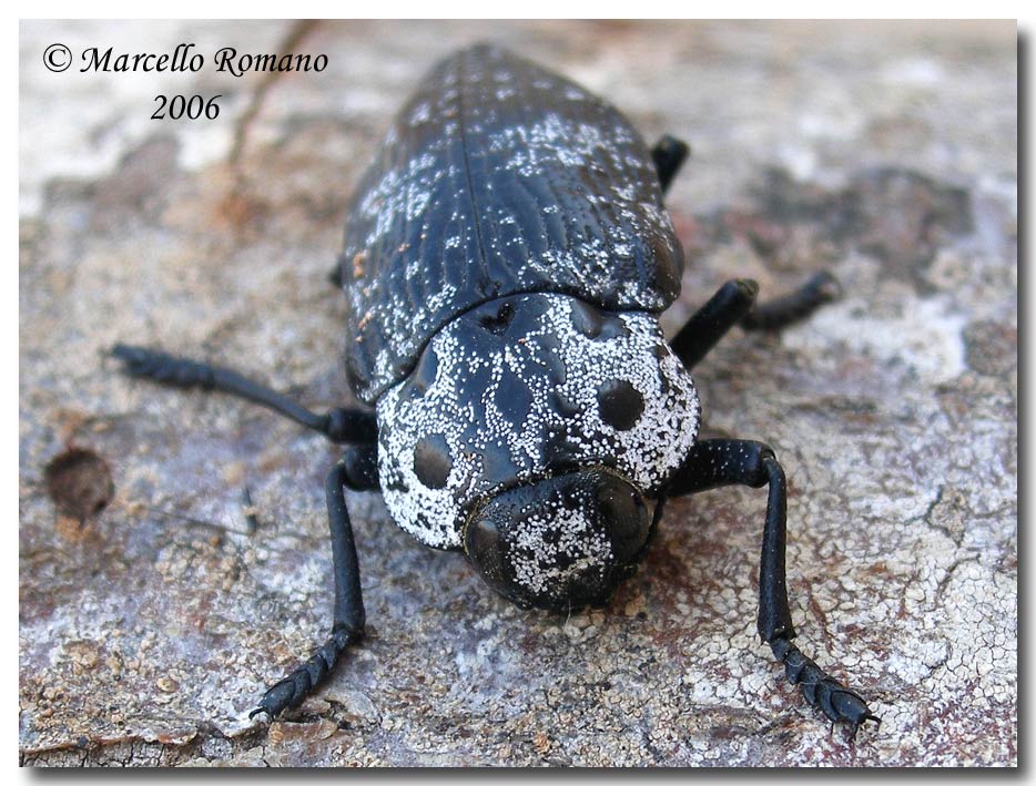 Confronti: Capnodis cariosa e C. tenebrionis (Buprestidae)